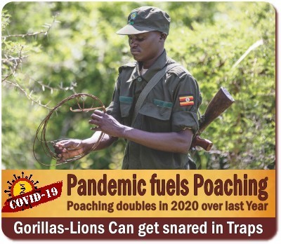 Tourism reduces Poaching in the National Parks of Uganda