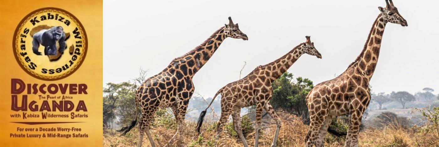 Best Places to see Rothschild Giraffes in the Wild in Uganda