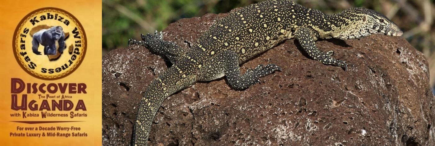 The Nile Monitor Lizards found in Uganda