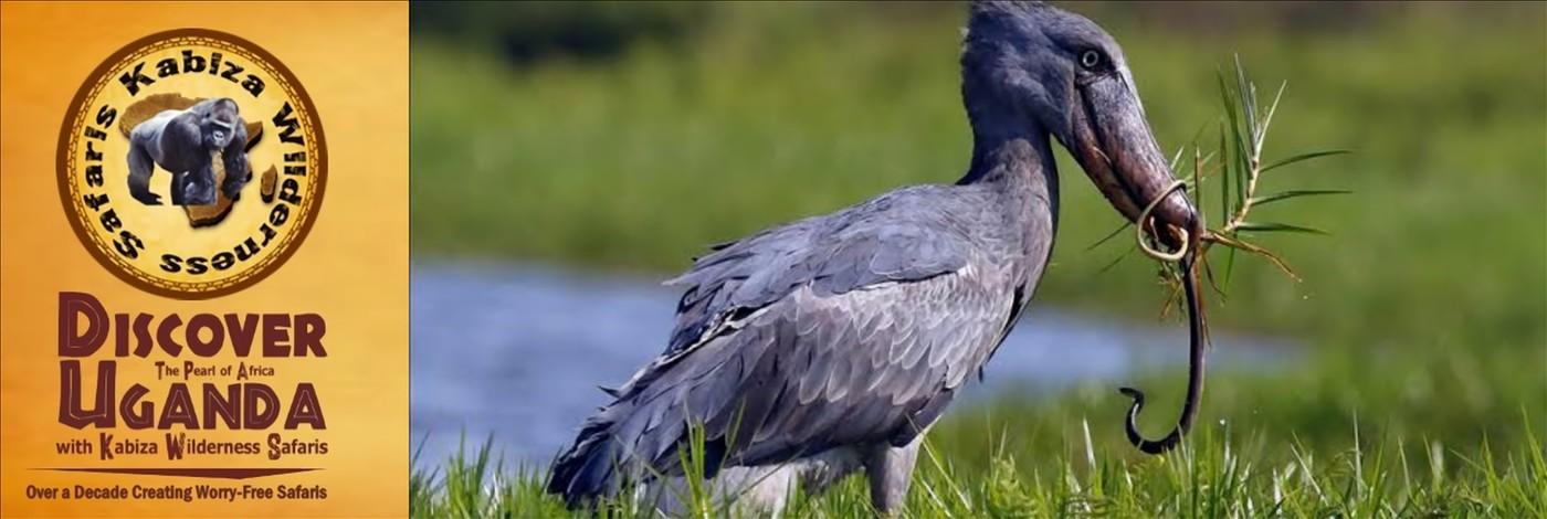 Mabamba Swamp the Best Place for seeing Shoebills