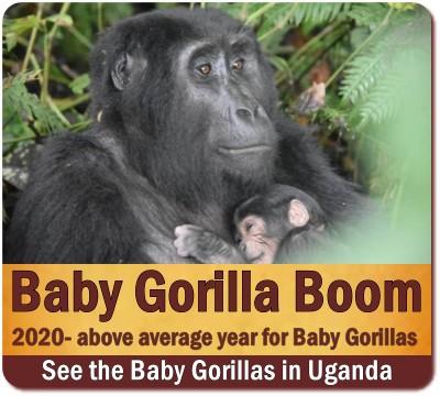 Unprecedented Gorilla Baby Boom in Bwindi Impenetrable Forest - Uganda