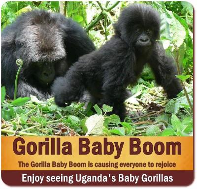 Gorilla Doctors making Forest Calls in Uganda - Rwanda - DRC