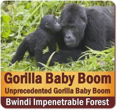 Unprecedented Gorilla Baby Boom in Bwindi Impenetrable Forest - Uganda