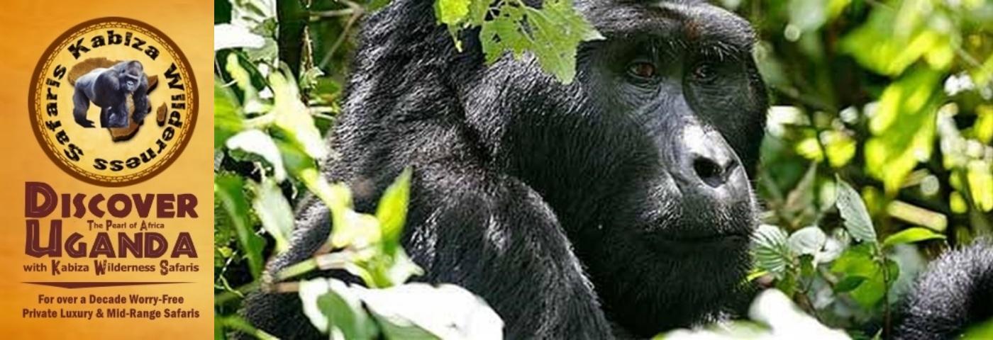 Rushaga is the Best Area for Gorilla Trekking in Bwindi Impenetrable Forest