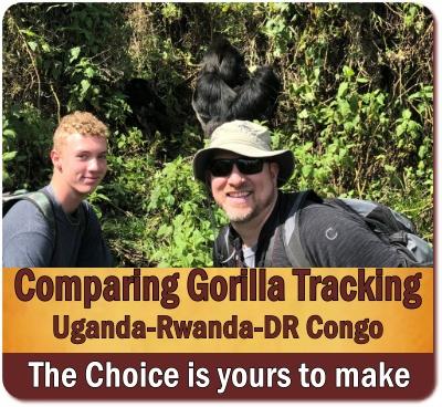 Comparing Gorilla Trekking - Uganda versus Rwanda versus DR Congo