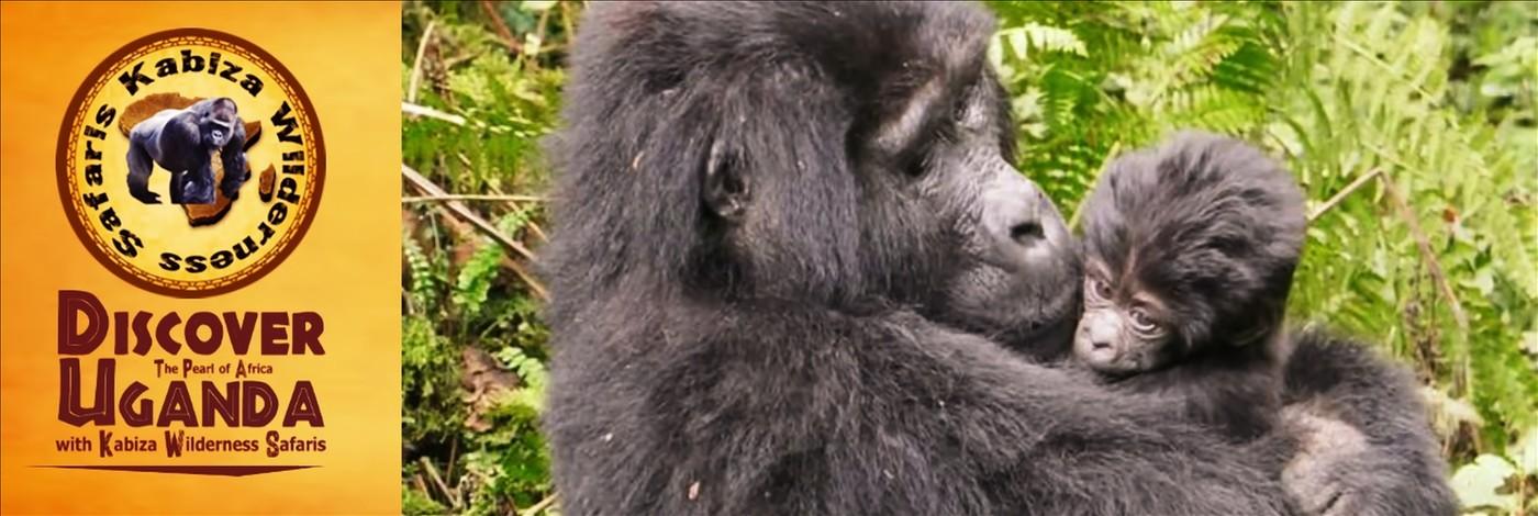 Value+ Midrange 4-Day Twice Gorilla Trekking Safari in Uganda