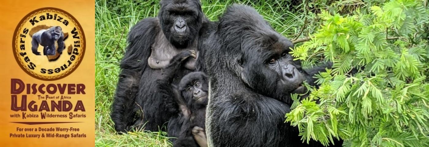 Meet the Nyakagezi Gorilla Family in Mgahinga Gorilla Park-Uganda