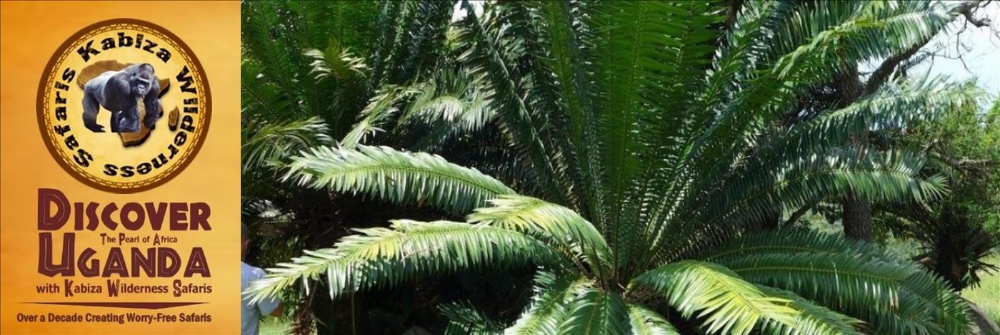 The Cycad Trail in the Mpanga River Gorge-Best Cycad Location in Africa