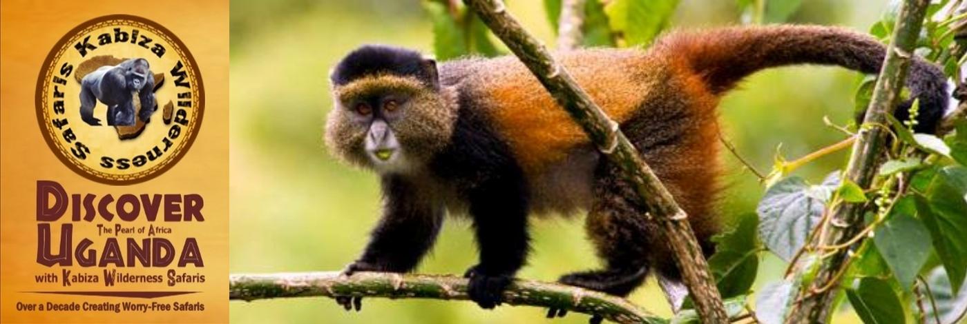 The Primates found in Uganda-20 Species pf Primates live in Uganda