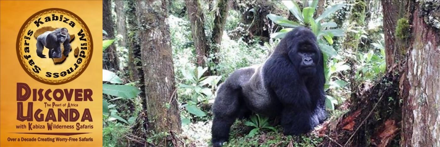Guide to a Gorilla Habituation Experience Safari in Uganda