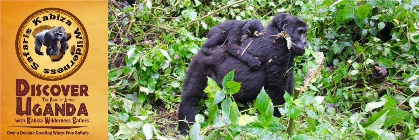 Choosing the Gorilla Family to Trek in Uganda - the Deciding Factors
