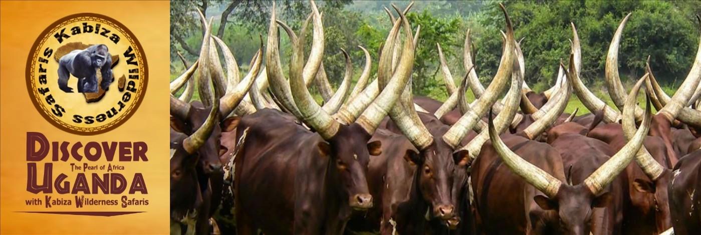 Ankole Cows in Uganda–Rwanda –the Cattle of Kings and Presidents
