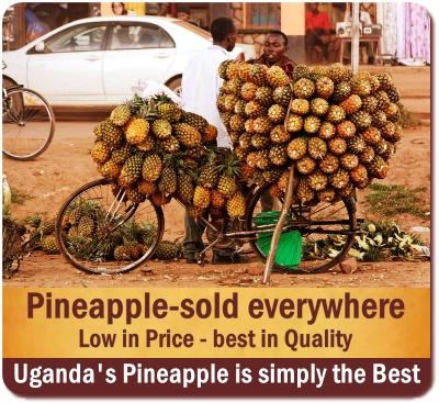 Ugandan Pineapples are simply the Best in the World