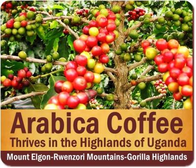 Great Tasting Arabica Coffee grown in Uganda