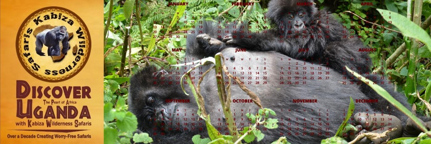 The Best Months of the Year when Gorilla Permits are Available in Uganda