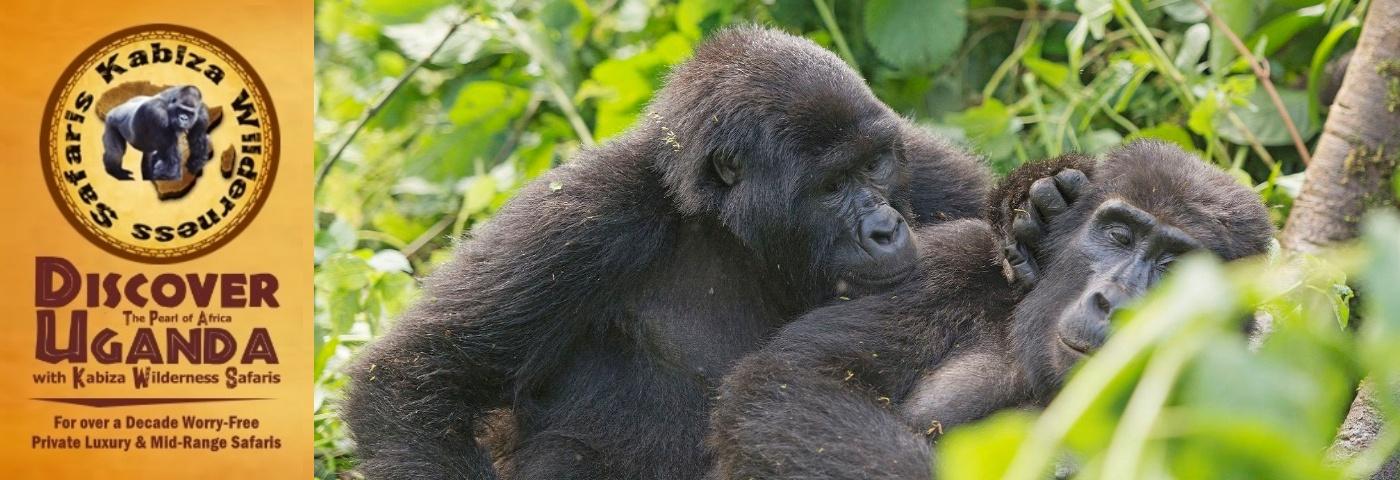What is the Gorilla Trekking Experience like in Uganda?
