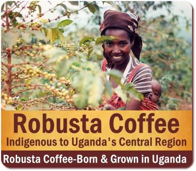 Coffee was Born and Grown in Africa - a Taste of Africa