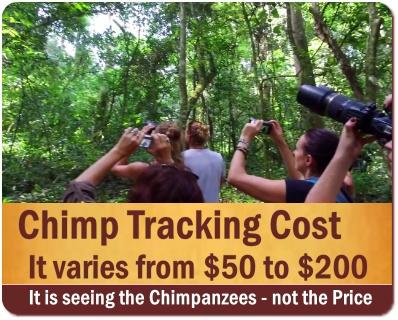 Practical Chimpanzee Trekking Information - Tips and Advice