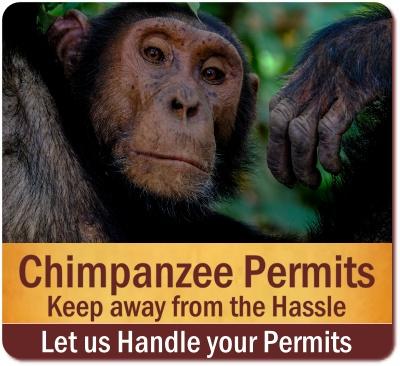 Practical Chimpanzee Trekking Information - Tips and Advice