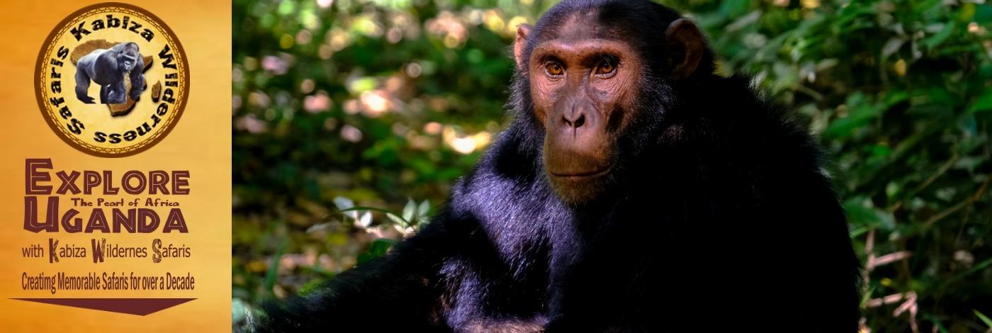 Chimpanzee Habituation Experience - CHEX in Kibale Forest