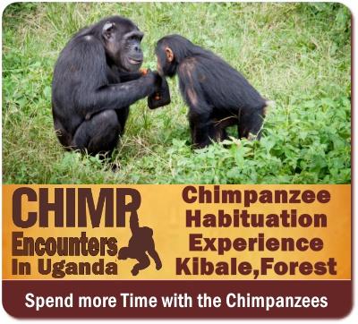 Chimpanzee Habituation Experience - CHEX in Kibale Forest