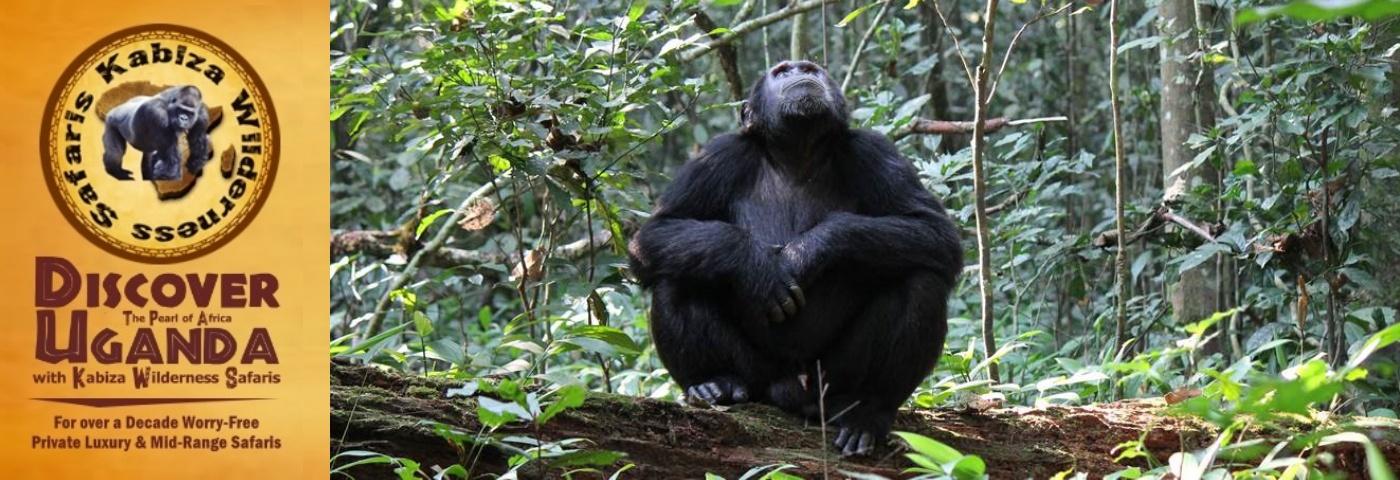 Where is the Best Chimpanzee Trekking in Uganda?