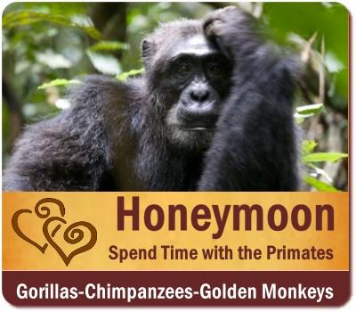 Best Luxury Honeymoon Safaris in Uganda