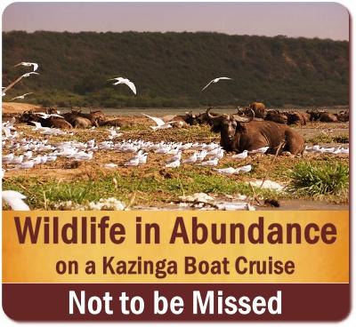 The Kazinga Channel Boat Cruise in Queen Elizabeth Park