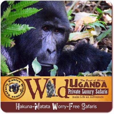 3 Day Luxury Fly-In Gorilla Trekking Safari