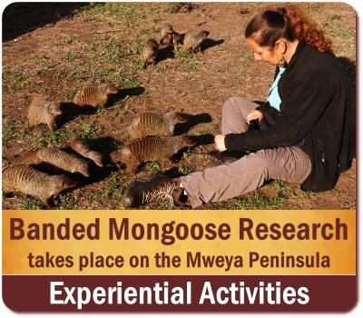 Best Place to see the Banded Mongoose in Uganda