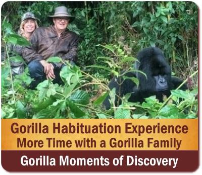 Guide to a Gorilla Habituation Experience Safari in Uganda