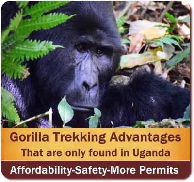 3 Day Luxury Fly-In Gorilla Trekking Safari-Bwindi Forest