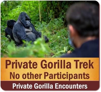 10-Fun and Serious Facts about Mountain Gorillas in Uganda