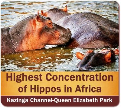 Best places to see Hippos in Uganda the Pearl of Africa