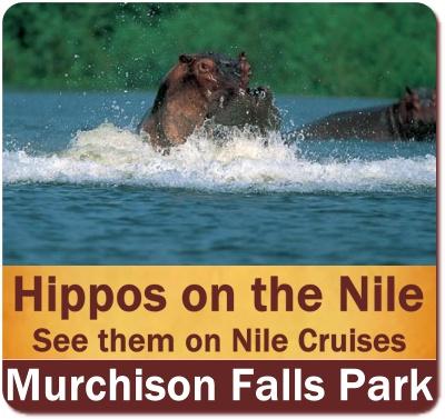 Best places to see Hippos in Uganda the Pearl of Africa