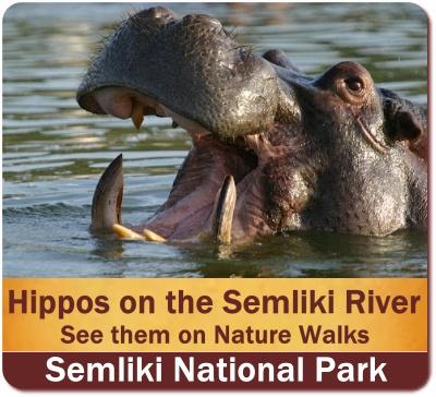 Best places to see Hippos in Uganda the Pearl of Africa