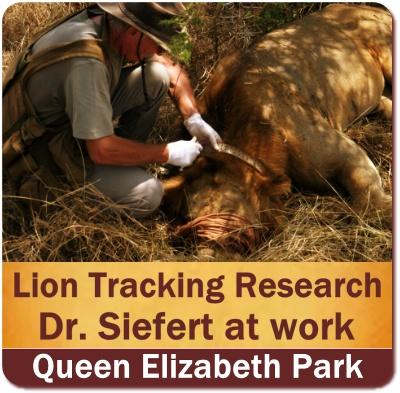 Lion Tracking Research in Queen Elizabeth Park