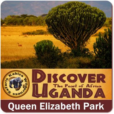 Midrange 3-Day Queen Elizabeth Park Wildlife Safari