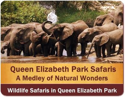 5-Day Queen Elizabeth Park Luxury Safari with Best Lodges