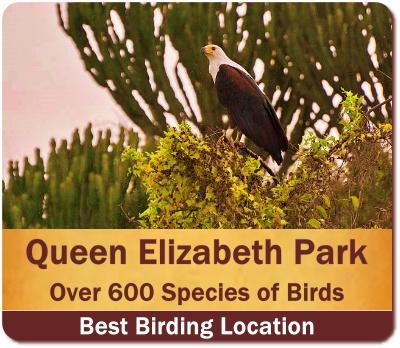 Midrange 3-Day Queen Elizabeth Park Wildlife Safari