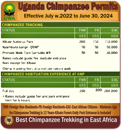 Discounted Gorilla-Chimpanzee Trekking for Expats in East Africa