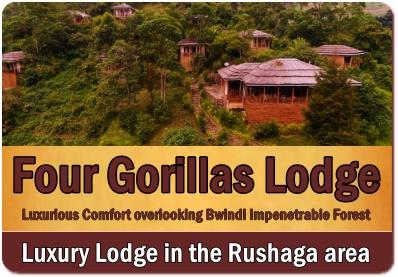 Four Gorillas Lodge - the Affordable Luxury Lodge in Rushaga-Bwindi Forest