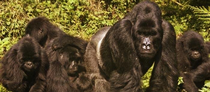 Luxury Private 10-Day Fly-In Primate-Wildlife Safari in Uganda