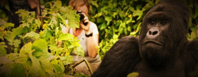 Luxury Private 10-Day Fly-In Primate-Wildlife Safari in Uganda