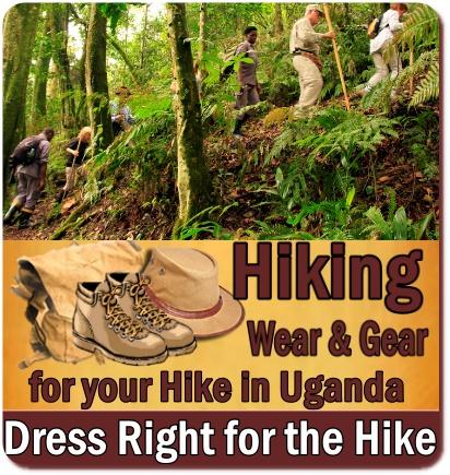 The Best Bwindi Impenetrable Forest Hiking Trails in Uganda