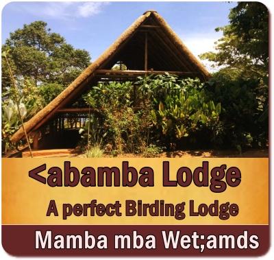 Mabamba Swamp the Best Place for seeing Shoebills