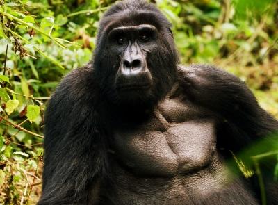 List of Gorilla Families you can visit on a trek in Uganda