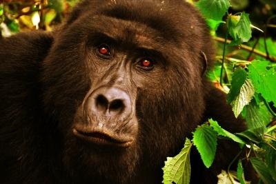 List of Gorilla Families you can visit on a trek in Uganda