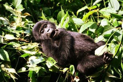 List of Gorilla Families you can visit on a trek in Uganda