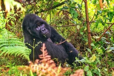 List of Gorilla Families you can visit on a trek in Uganda